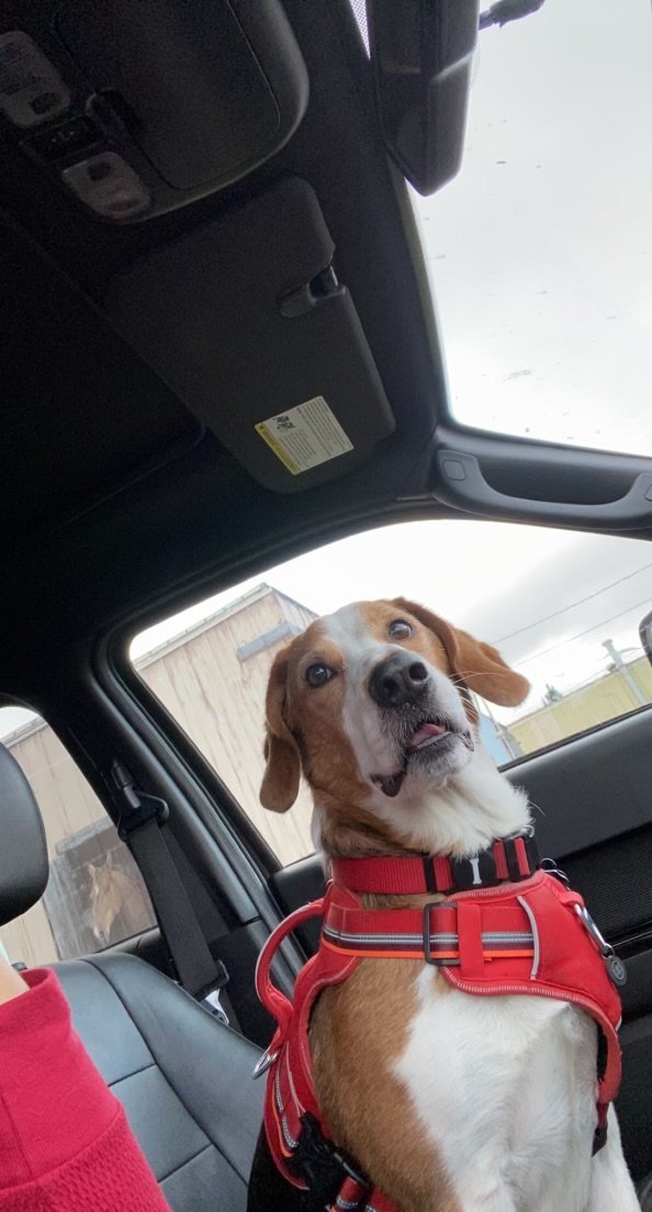 Borrancho, an adoptable Basset Hound, Beagle in Duluth, MN, 55807 | Photo Image 2