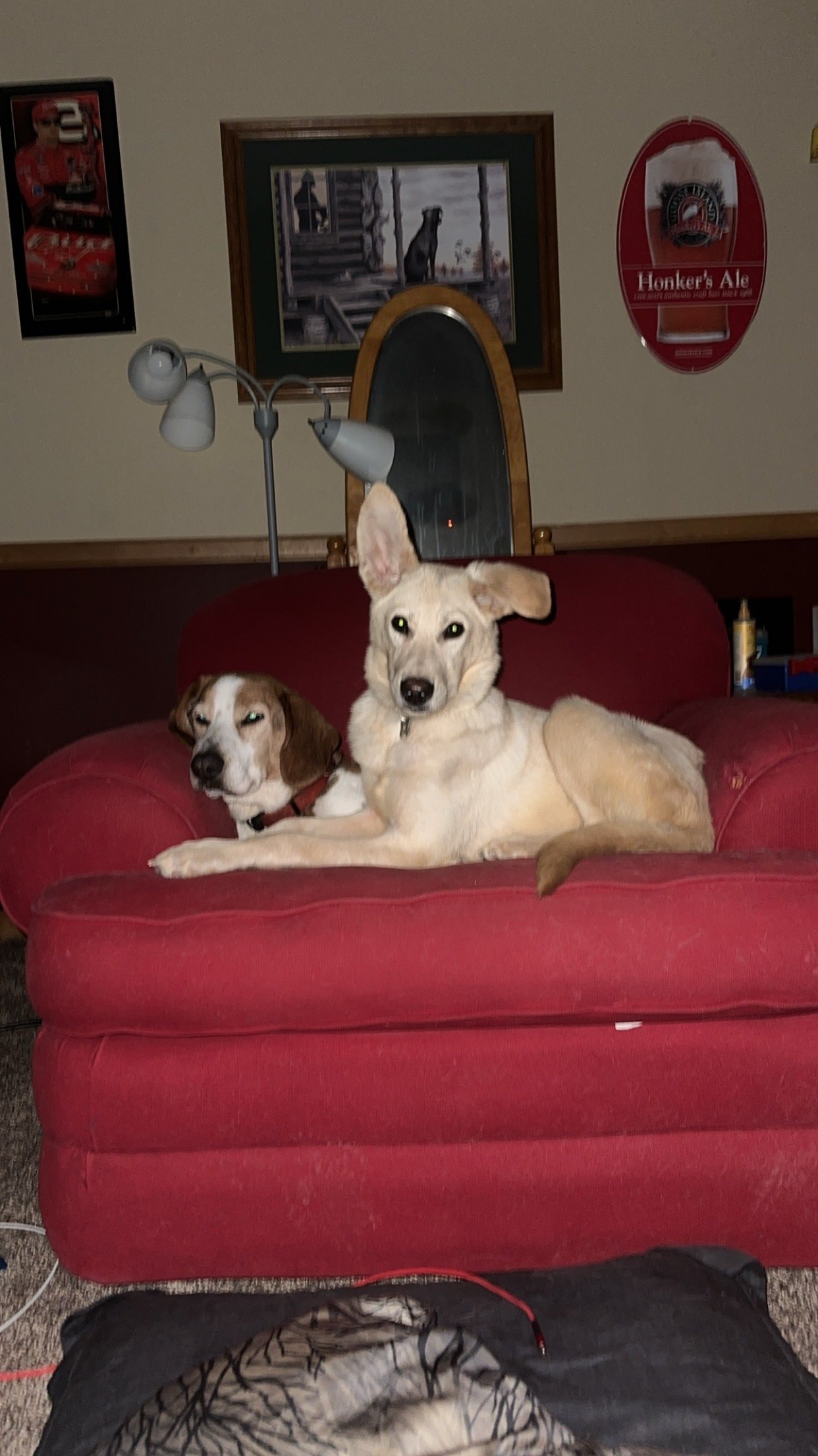 Borrancho, an adoptable Basset Hound, Beagle in Duluth, MN, 55807 | Photo Image 3