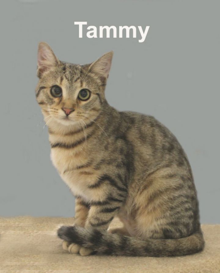 Tammy Fuh.  (sweet affectionate female kitten), an adopted Domestic Short Hair & Tabby Mix in Stowe, PA_image-1