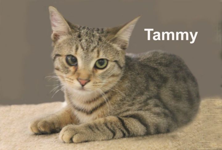 Tammy Fuh.  (sweet affectionate female kitten), an adopted Domestic Short Hair & Tabby Mix in Stowe, PA_image-2