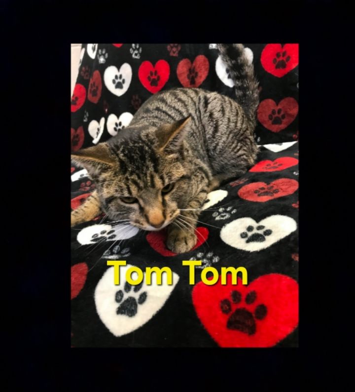 Tom Tom @ petsmart, an adoptable Devon Rex & Tabby Mix in Lexington, TN_image-1