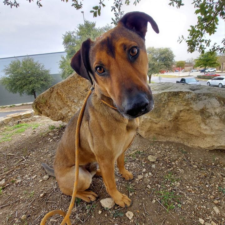 Dewalt AG, an adoptable German Shepherd Dog & Hound Mix in Von Ormy, TX_image-1