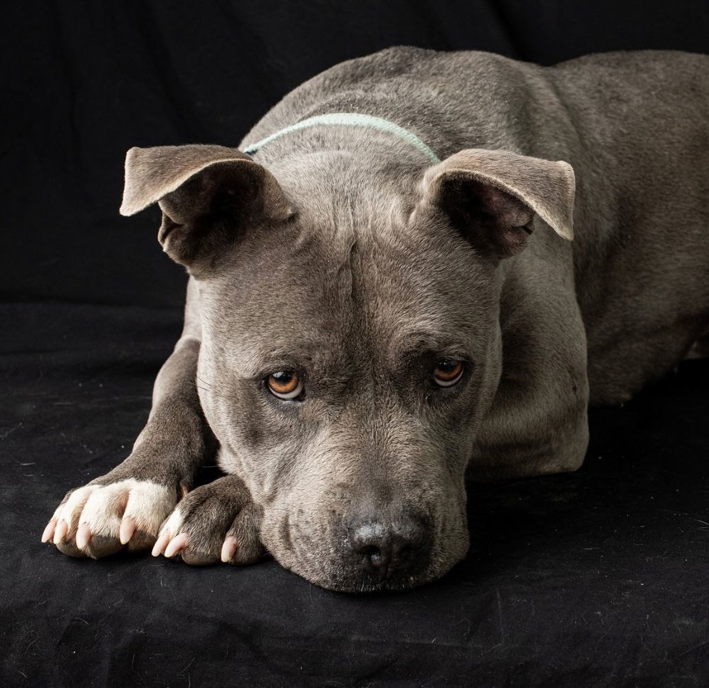 Mayzie, an adoptable American Staffordshire Terrier in Yreka, CA, 96097 | Photo Image 1