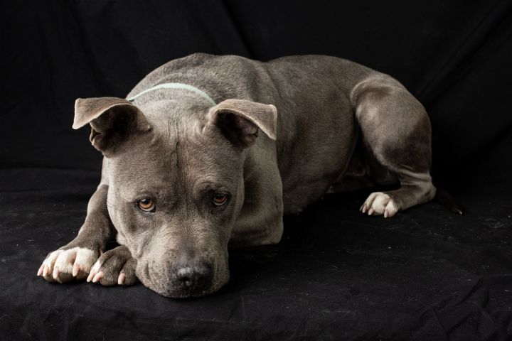 Mayzie, an adoptable American Staffordshire Terrier Mix in Yreka, CA_image-2