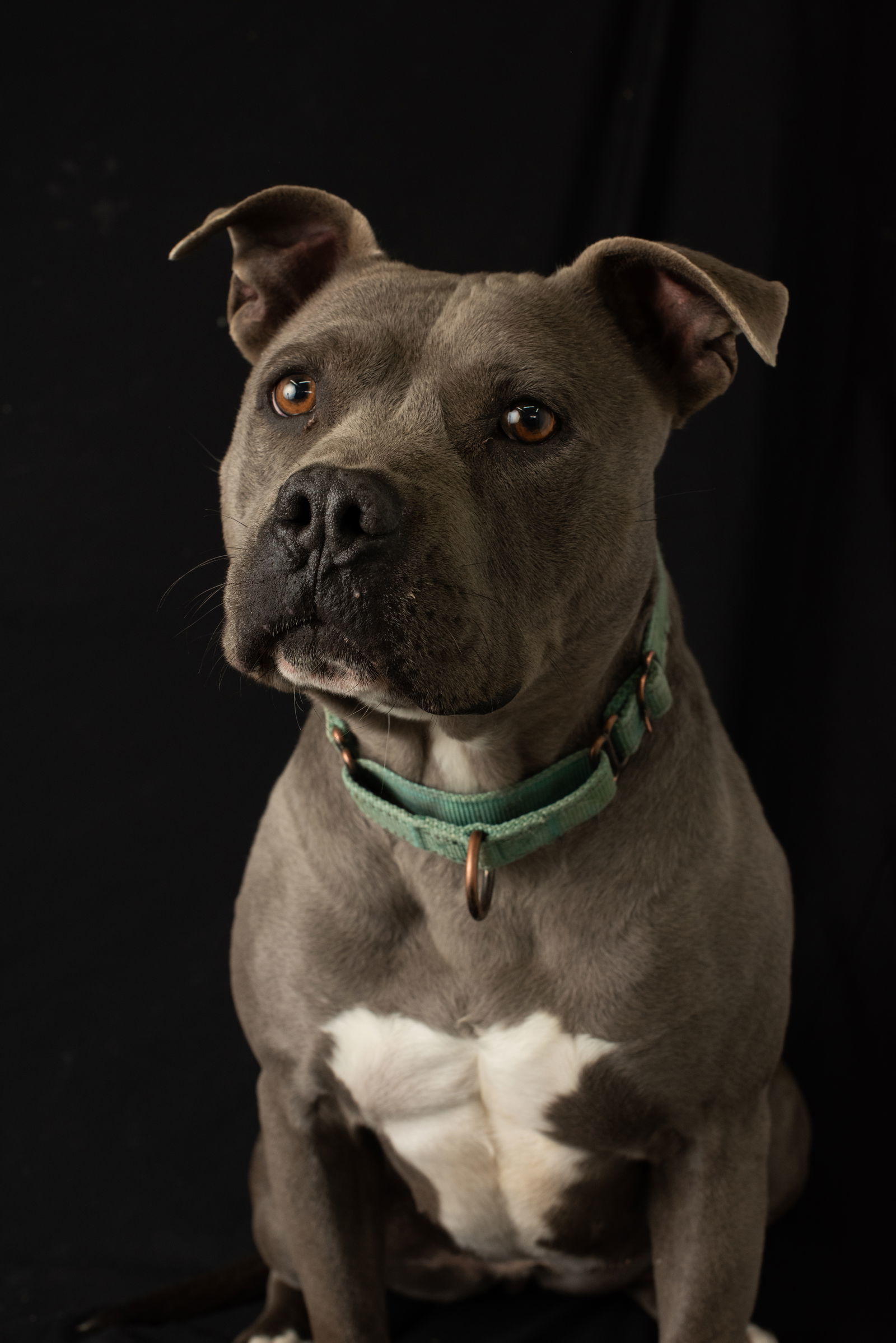 Mayzie, an adoptable American Staffordshire Terrier in Yreka, CA, 96097 | Photo Image 2