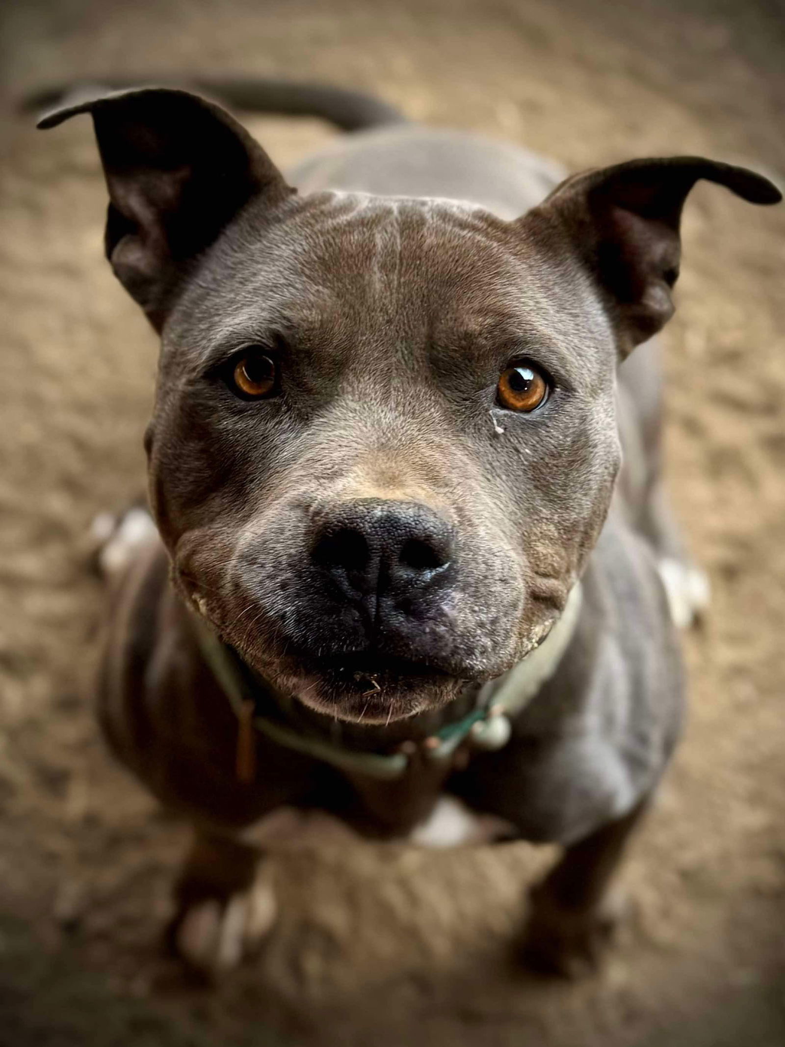 Mayzie, an adoptable American Staffordshire Terrier in Yreka, CA, 96097 | Photo Image 3