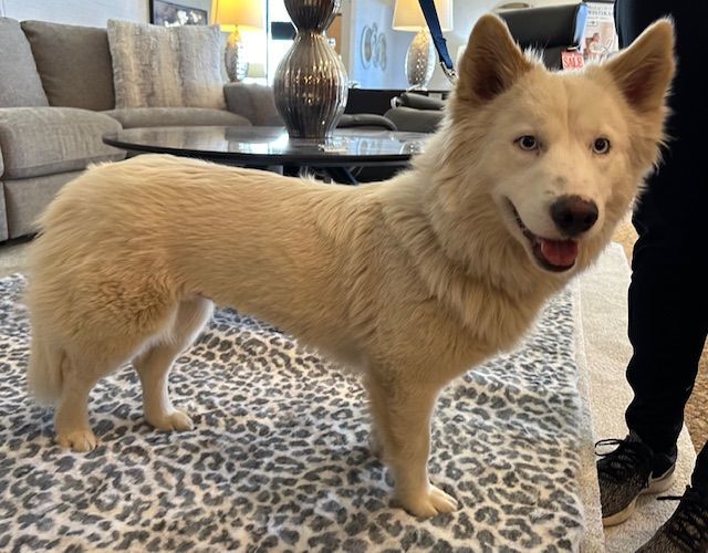 Newfoundland clearance husky mix