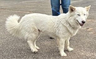 Luna (Great Family Dog), an adoptable Corgi & Husky Mix in Newfoundland, PA_image-3