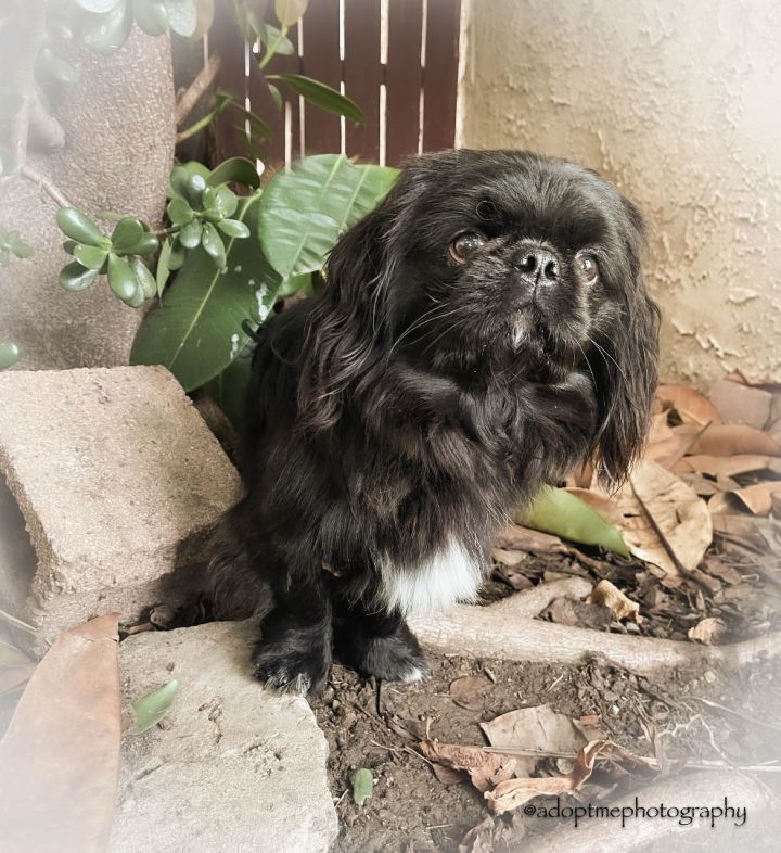 Niko, an adoptable Pekingese in San Pedro, CA_image-2