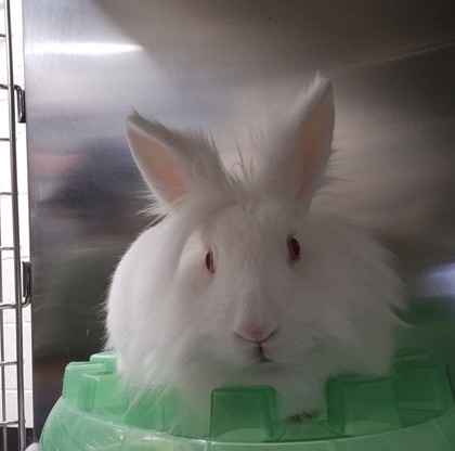 Clyde, an adoptable Angora Rabbit in Sacramento, CA_image-1