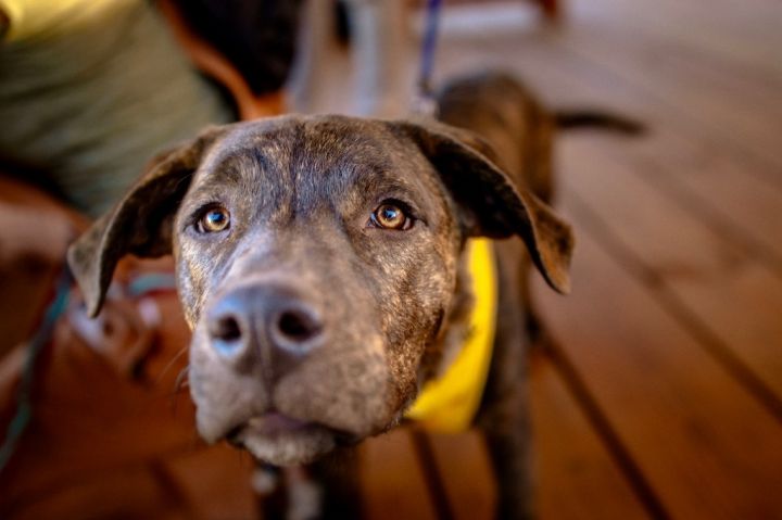Fa-la-la, an adoptable Cattle Dog & Labrador Retriever Mix in Fort Lupton, CO_image-3