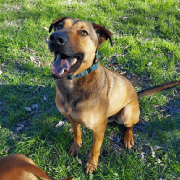 Dewalt AG, an adopted German Shepherd Dog & Hound Mix in Kirkland, WA_image-4