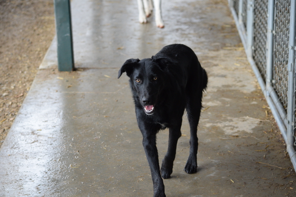Mac, an adoptable Labrador Retriever in Salmon, ID, 83467 | Photo Image 1