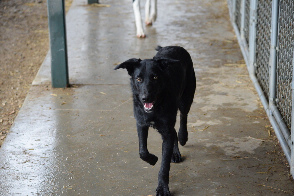 Mac, an adoptable Labrador Retriever in Salmon, ID, 83467 | Photo Image 2