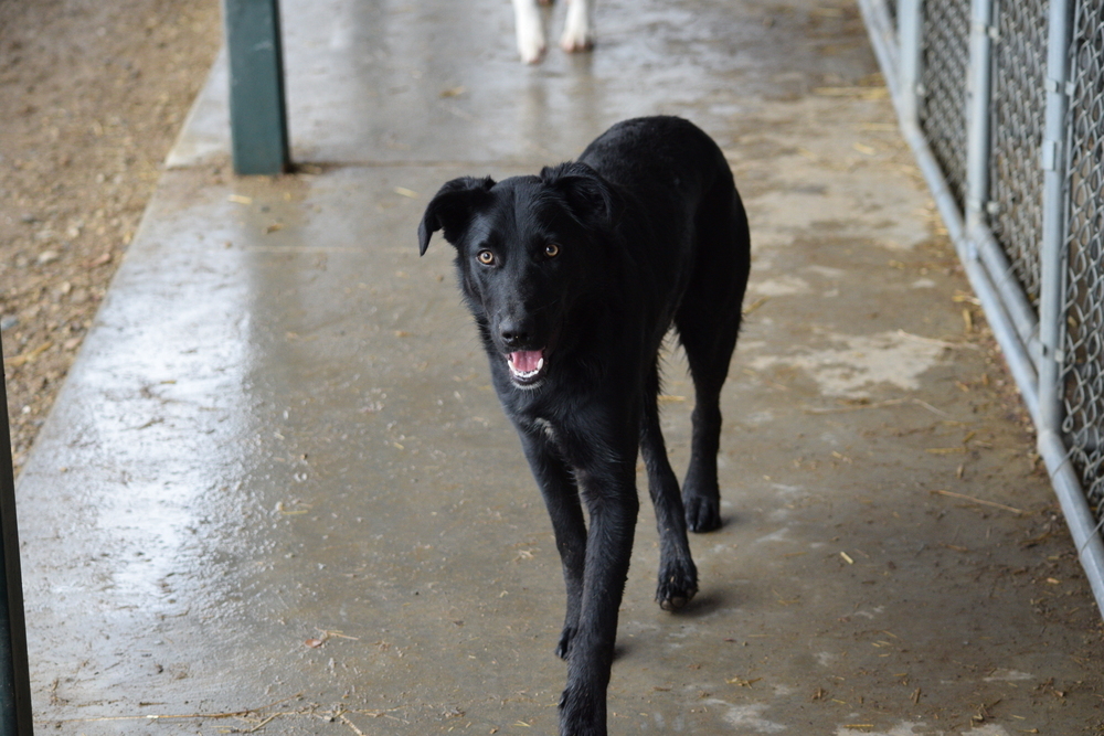 Mac, an adoptable Labrador Retriever in Salmon, ID, 83467 | Photo Image 3