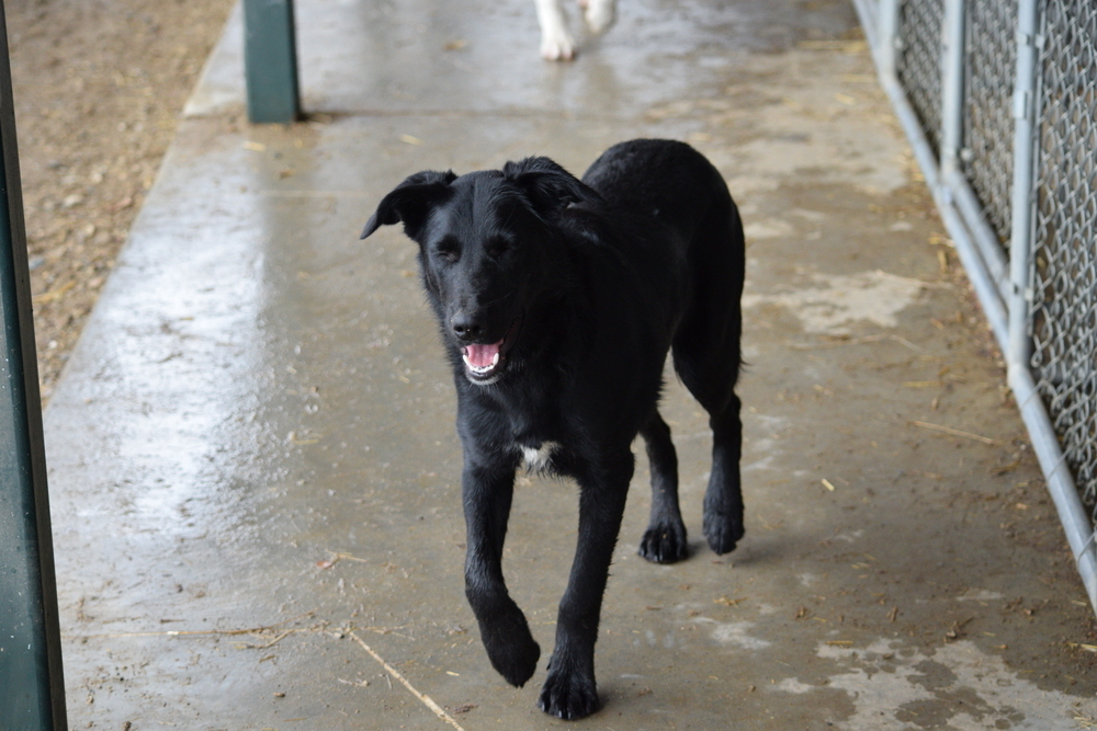 Mac, an adoptable Labrador Retriever in Salmon, ID, 83467 | Photo Image 4
