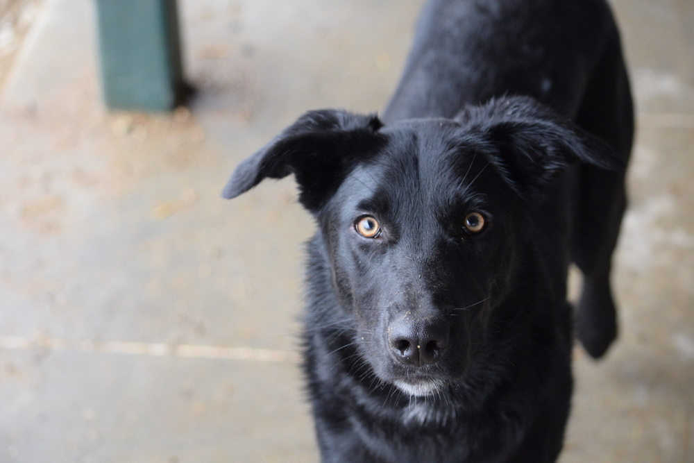 Mac, an adoptable Labrador Retriever in Salmon, ID, 83467 | Photo Image 5