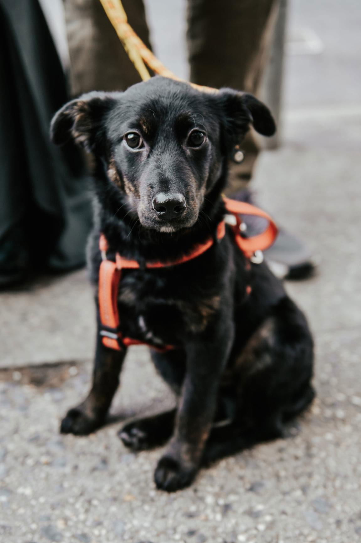 Petfinder Syracuse Ny - xnpowg2