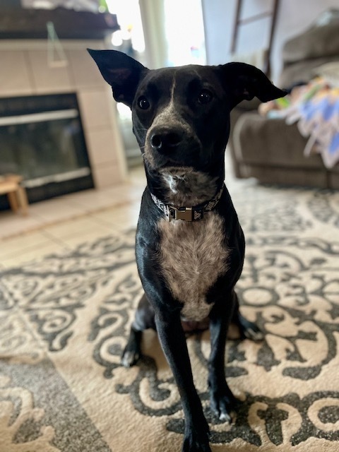 Jack SC, an adoptable Australian Cattle Dog / Blue Heeler in San Angelo, TX, 76905 | Photo Image 1