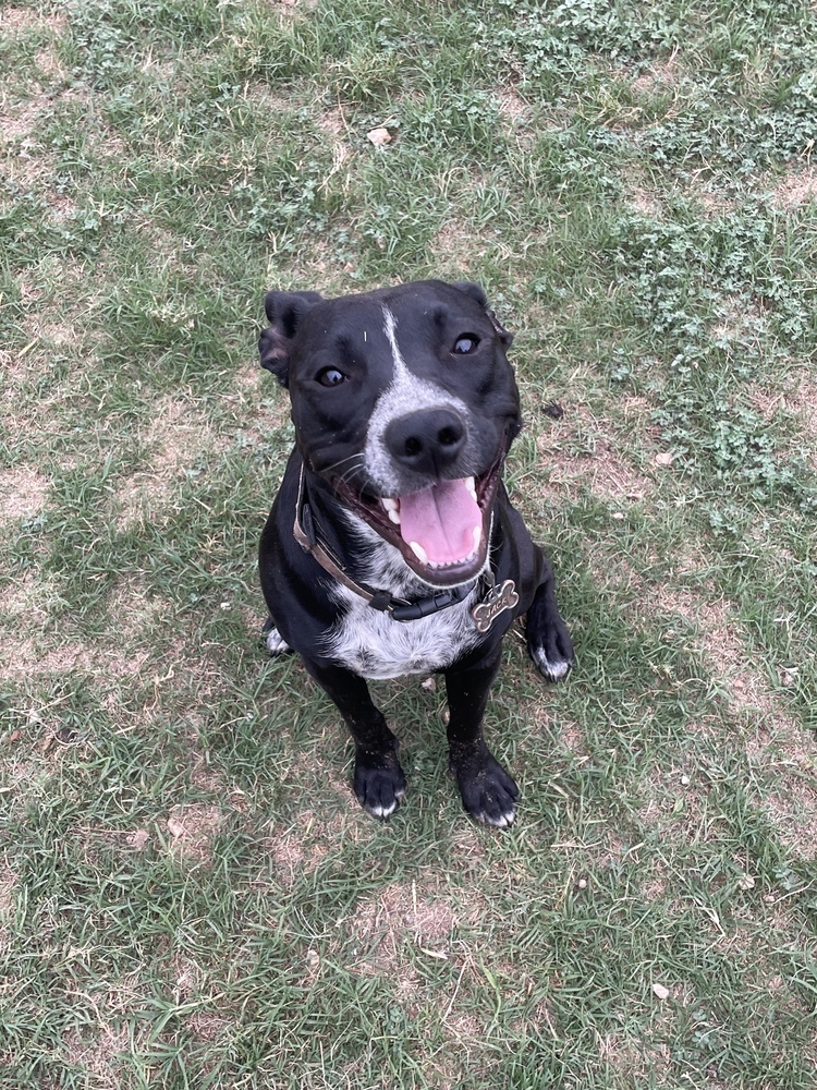 Jack SC, an adoptable Australian Cattle Dog / Blue Heeler in San Angelo, TX, 76905 | Photo Image 3