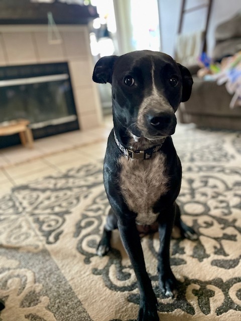 Jack SC, an adoptable Australian Cattle Dog / Blue Heeler in San Angelo, TX, 76905 | Photo Image 5