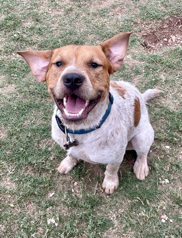 Buster SC, an adoptable Australian Cattle Dog / Blue Heeler in San Angelo, TX, 76905 | Photo Image 1