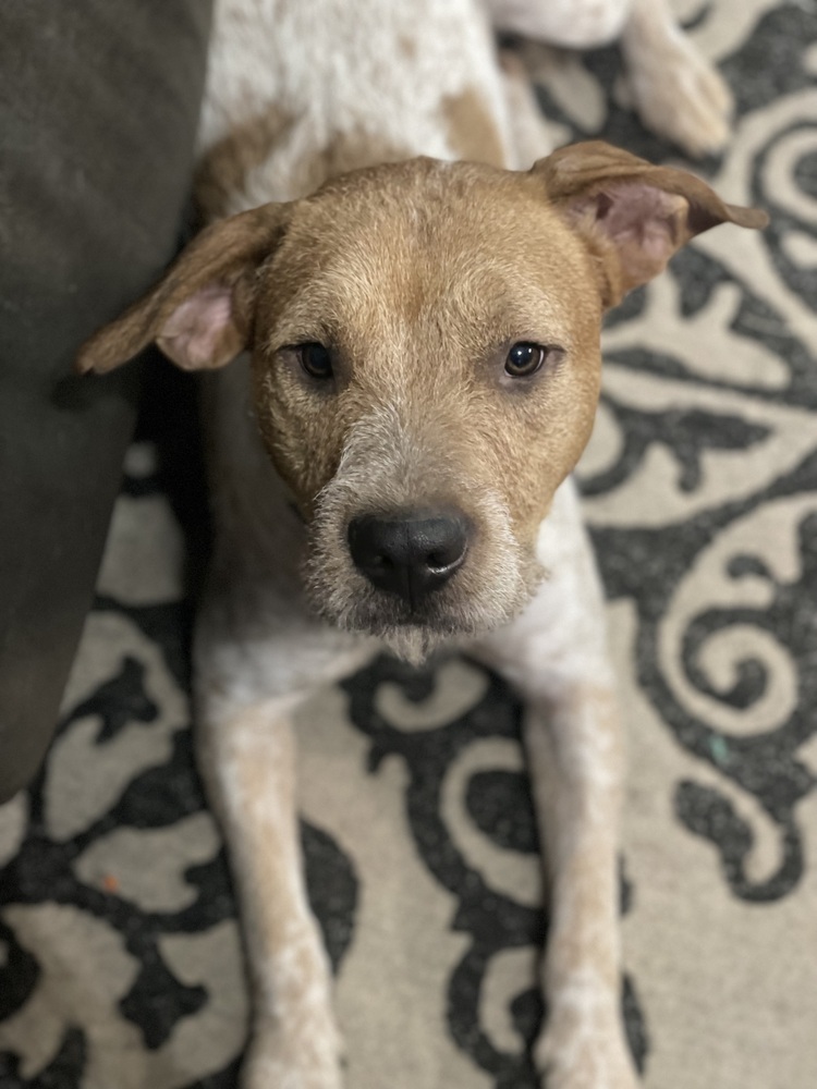 Buster SC, an adoptable Australian Cattle Dog / Blue Heeler in San Angelo, TX, 76905 | Photo Image 2