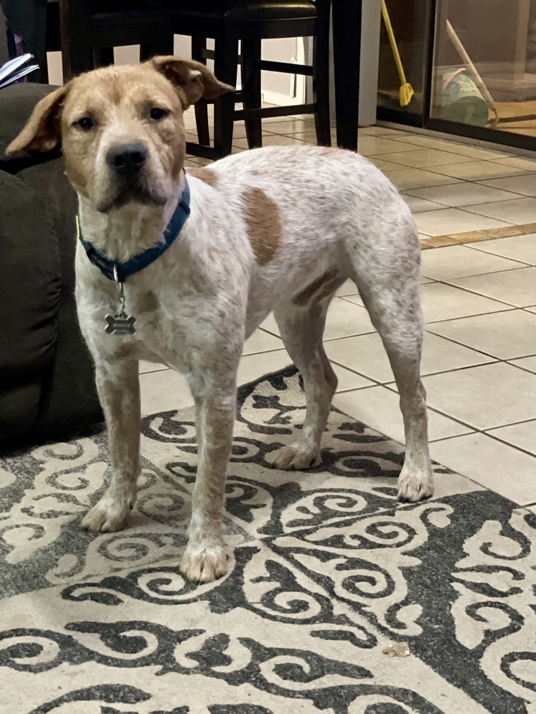 Buster SC, an adoptable Australian Cattle Dog / Blue Heeler in San Angelo, TX, 76905 | Photo Image 3