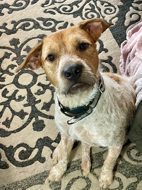 Buster SC, an adoptable Australian Cattle Dog / Blue Heeler in San Angelo, TX, 76905 | Photo Image 4