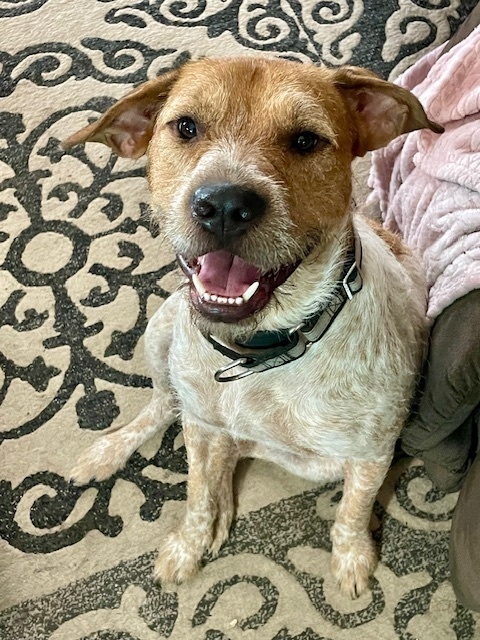 Buster SC, an adoptable Australian Cattle Dog / Blue Heeler in San Angelo, TX, 76905 | Photo Image 5