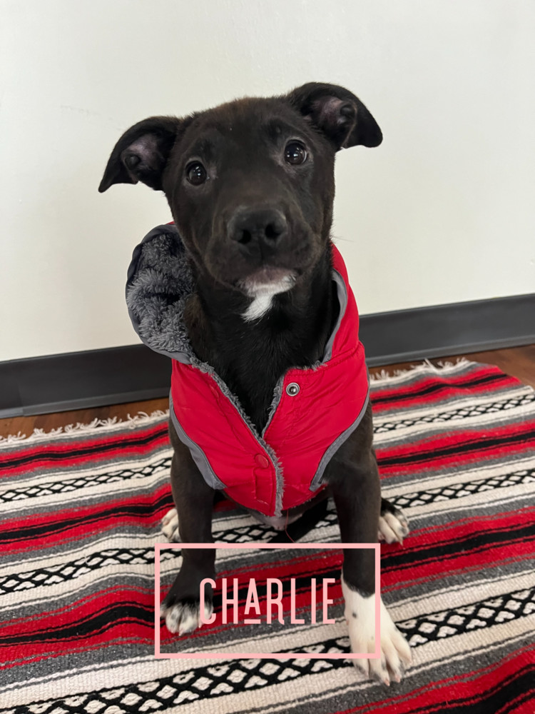 Charlie5, an adoptable Lancashire Heeler, Pit Bull Terrier in Littleton, CO, 80130 | Photo Image 1