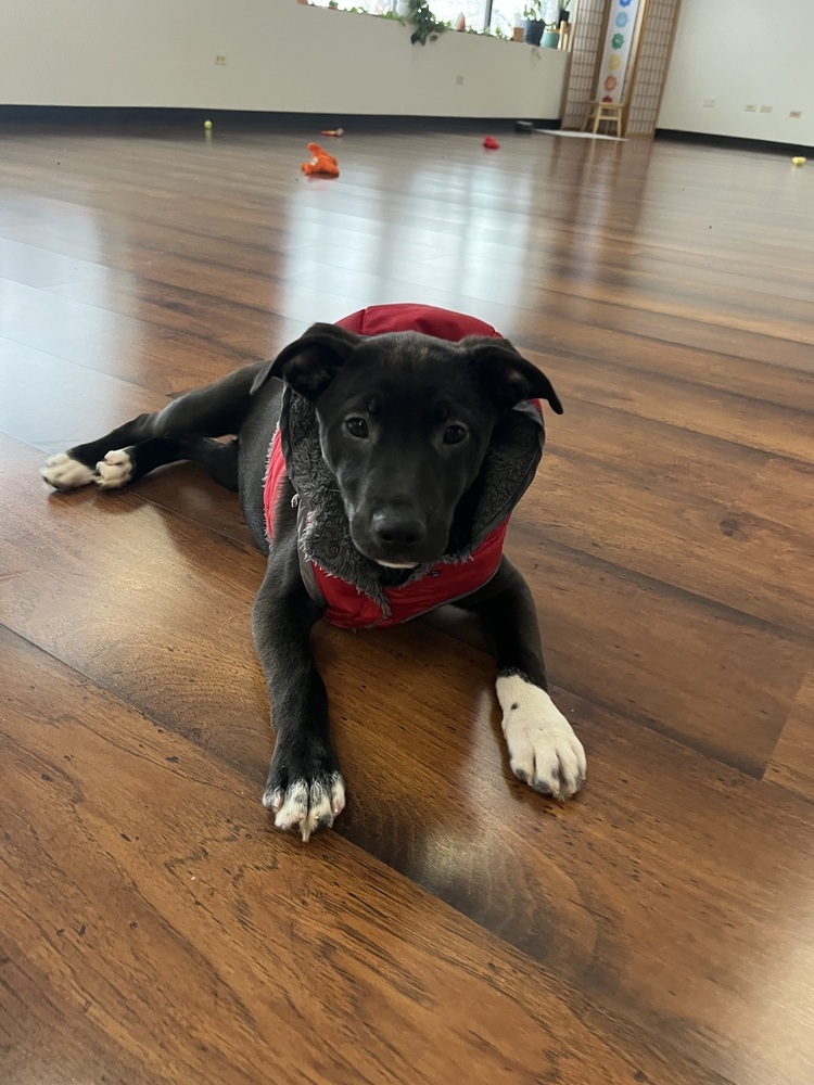 Charlie5, an adoptable Lancashire Heeler, Pit Bull Terrier in Littleton, CO, 80130 | Photo Image 2