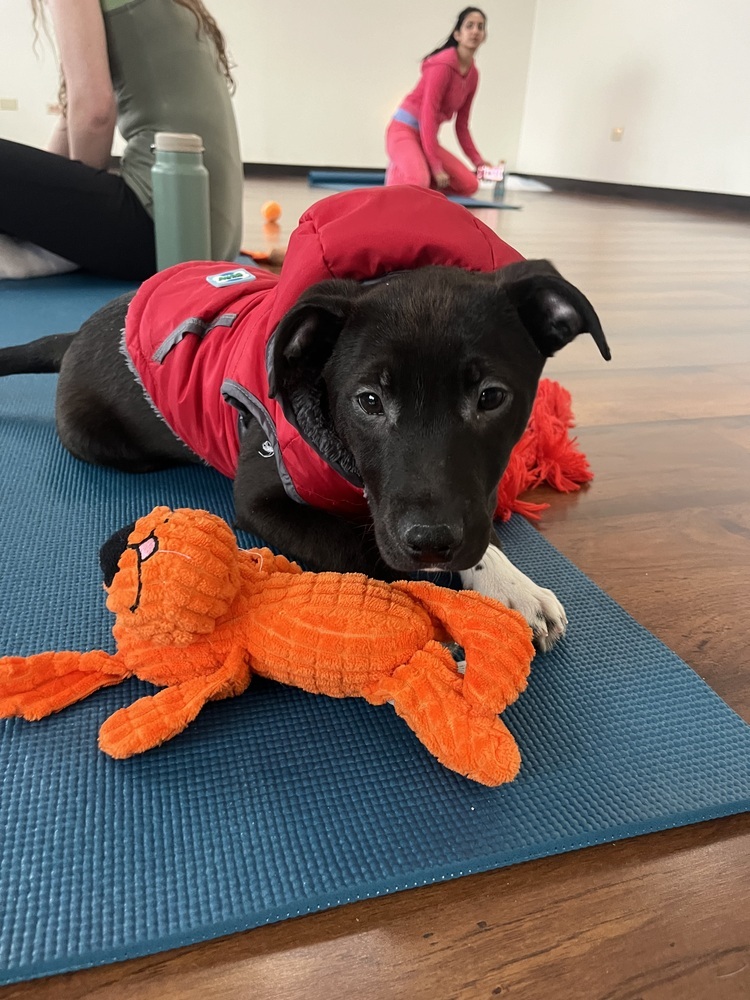 Charlie5, an adoptable Lancashire Heeler, Pit Bull Terrier in Littleton, CO, 80130 | Photo Image 3