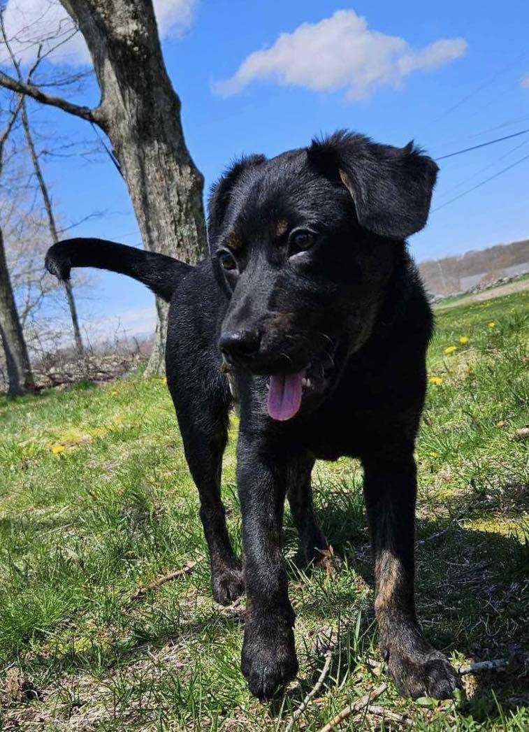 Petfinder Syracuse Ny - 81ue3gw