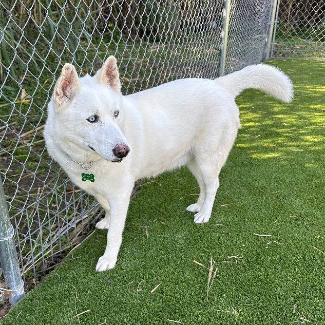 Chester, an adoptable Husky Mix in Houston, TX_image-2