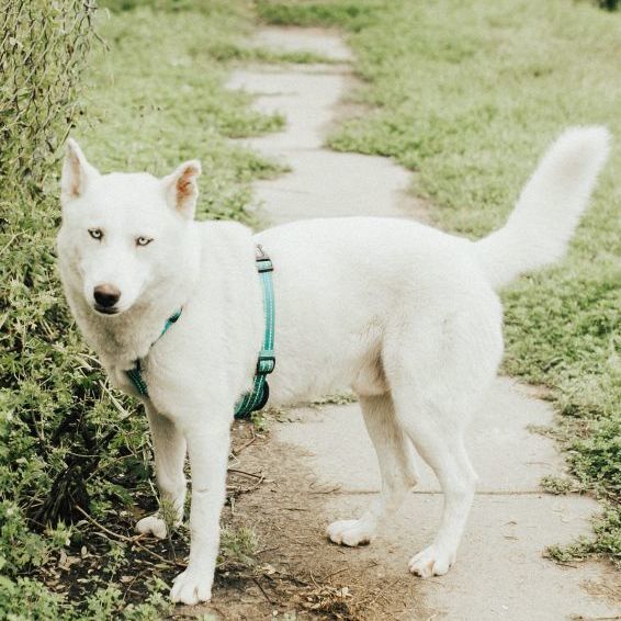 Chester, an adoptable Husky Mix in Houston, TX_image-1