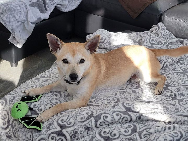 Shiba best sale chihuahua mix