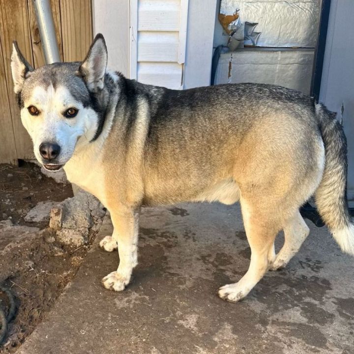 Adopt a husky hot sale ma