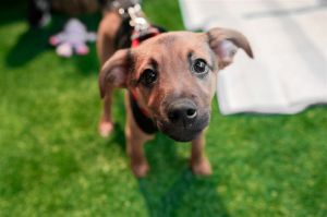 Zippy (GA) Boston Terrier Dog