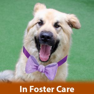 FOSTER CARE Hello my name is Kurlys Im a 1 and a half year old neutered male German Shepherd 