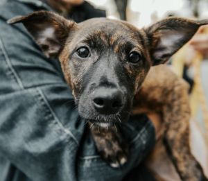 Zamira (GA) Boston Terrier Dog