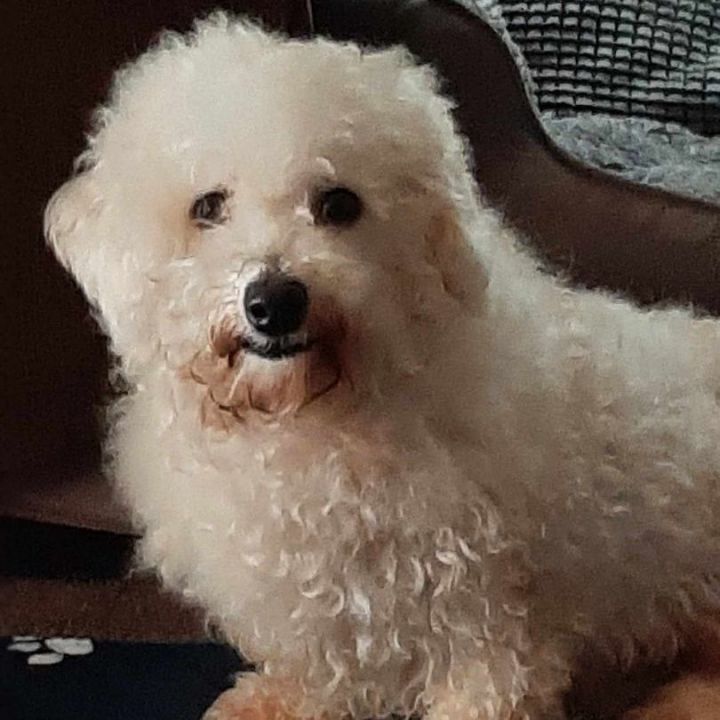 Bichon deals frise petfinder