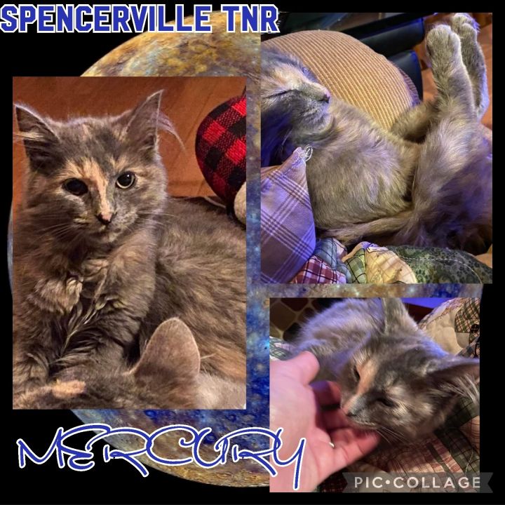 Mercury, an adoptable Dilute Tortoiseshell in Spencerville, ON_image-2