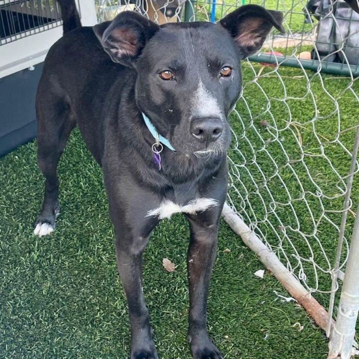 Black mouth cur hot sale border collie mix