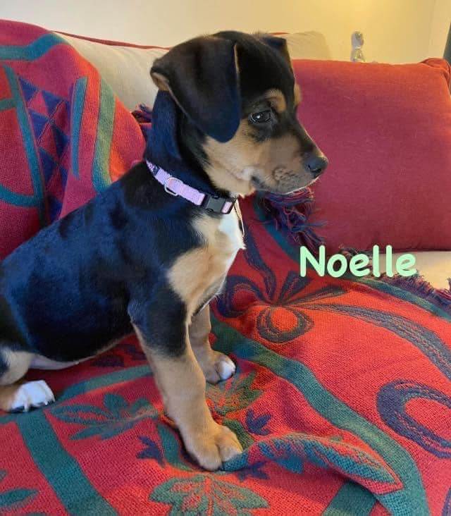 Noelle, an adoptable Beagle Mix in Fort Mill, SC_image-2