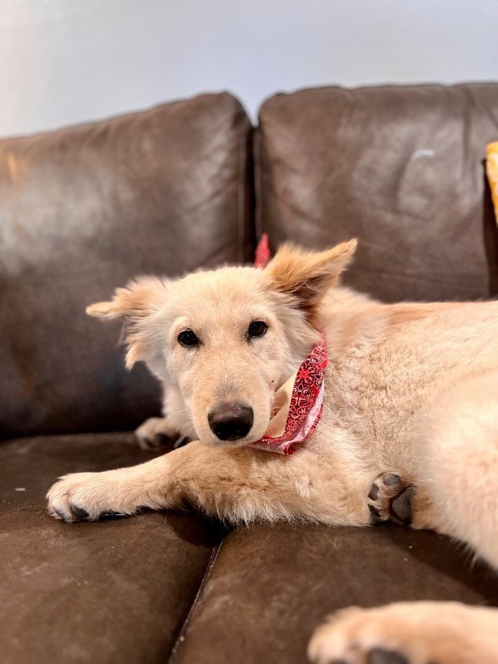 Hans Russell, an adoptable German Shepherd Dog & Labrador Retriever Mix in Austin, TX_image-4