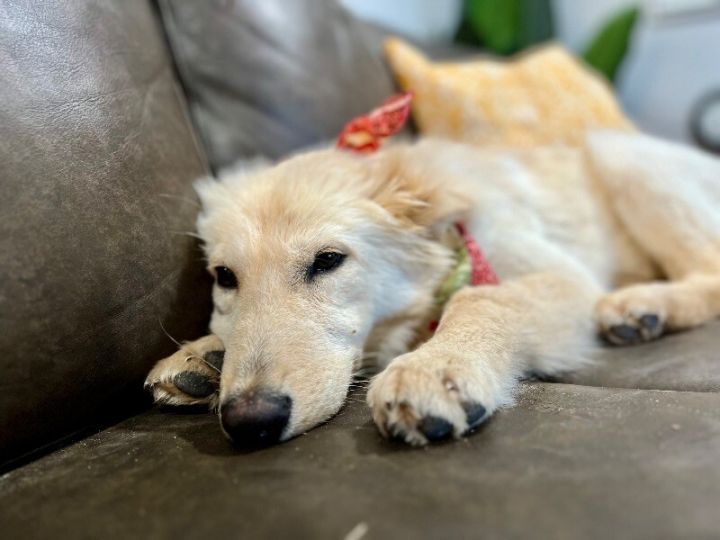 Hans Russell, an adoptable German Shepherd Dog & Labrador Retriever Mix in Austin, TX_image-5