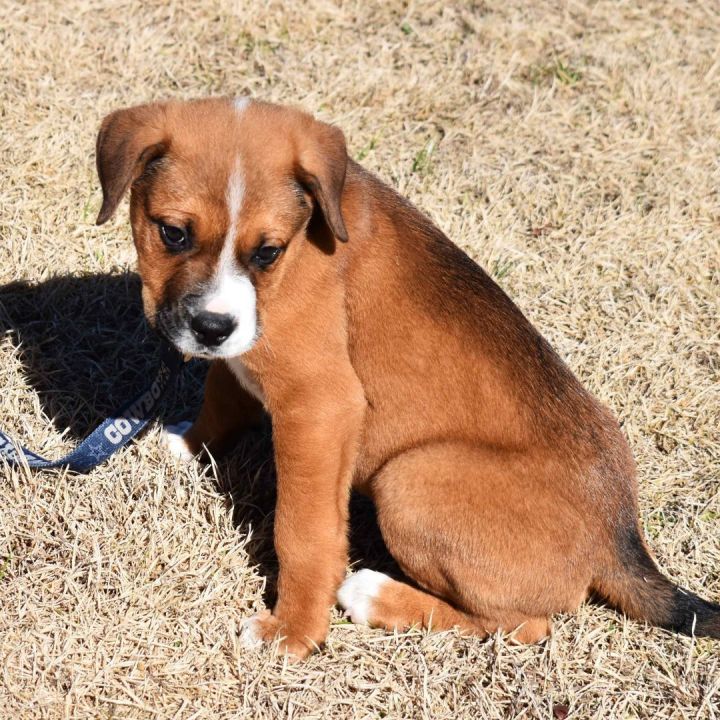 Toto , an adopted Boxer Mix in Searcy, AR_image-4