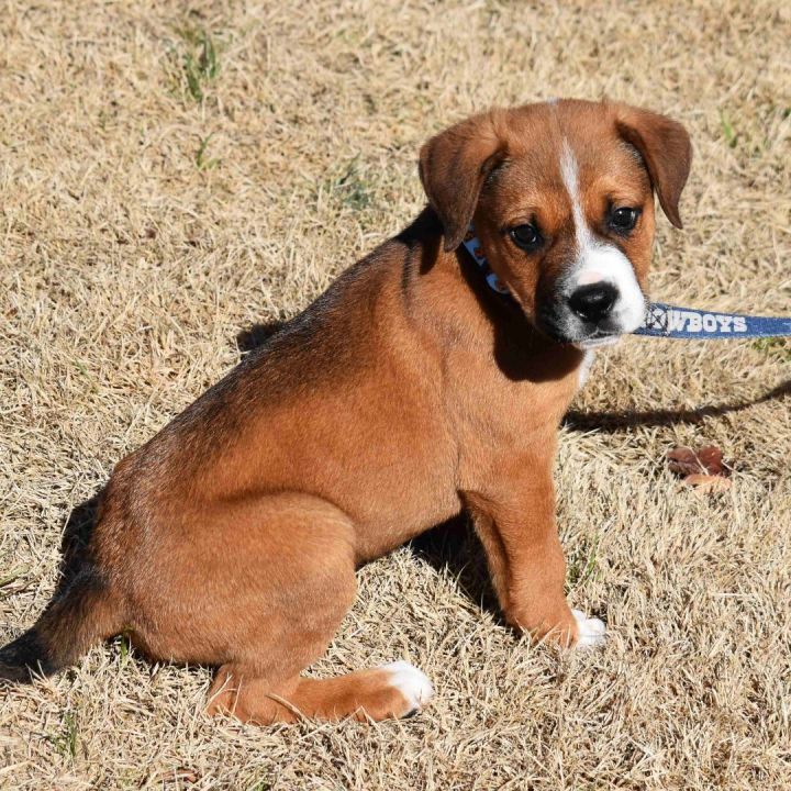 Toto , an adopted Boxer Mix in Searcy, AR_image-6