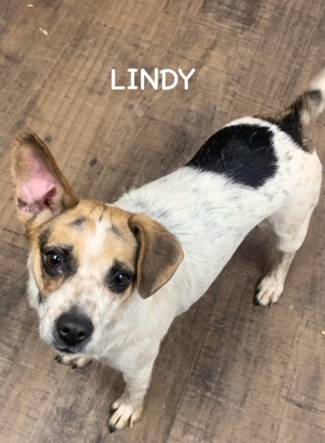 LINDY, an adopted Jack Russell Terrier Mix in Bowling Green, OH_image-3